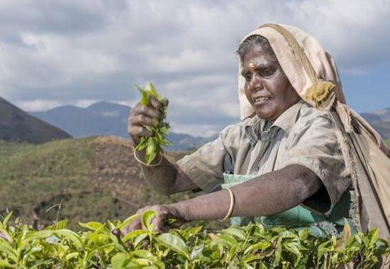 我国进口印度红茶用意何为？读懂这个外汇储备道理，会为国点赞